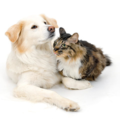ラクティワン-犬猫乳酸菌サプリ のちからで腸内環境を守ります。