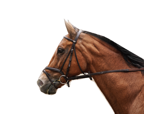 馬用サプリ ホースヘルスシリーズLR-Ⅲは、馬の心血管、皮膚・被毛など 