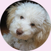 ドリーちゃん 5歳 トイプードル LR末-犬猫馬血栓予防ペットサプリのルンワン