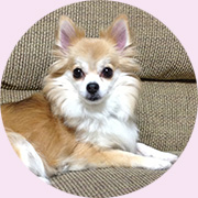 るんちゃん　7歳　ロングコートチワワ LR末-犬猫馬血栓予防ペットサプリのルンワン